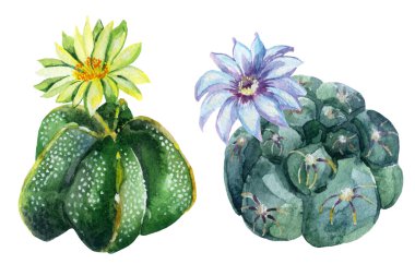 Suluboya kaktüs seti