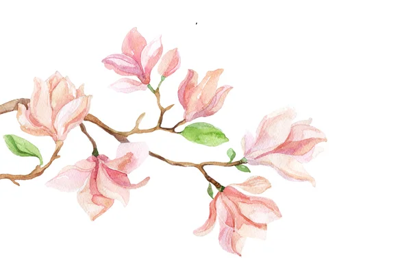 Watercolor with Magnolia flower — Stock Photo, Image