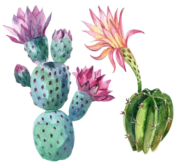 Akvarell cactus set — Stockfoto