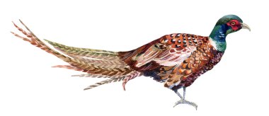 Watercolor pheasant isolated on white. clipart