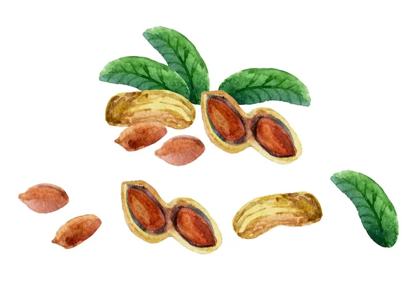 Watercolor peanut set — Stock Photo, Image