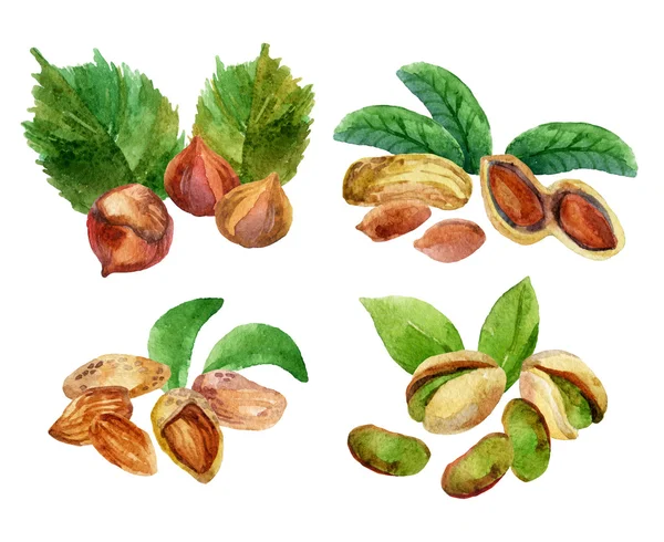 Иллюстрация с различными изолированными орешками акварели — стоковое фото