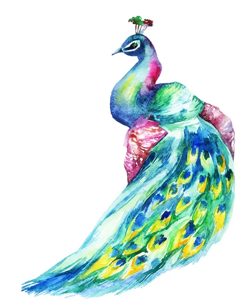 Aquarel Peacock geïsoleerd op witte achtergrond — Stockfoto