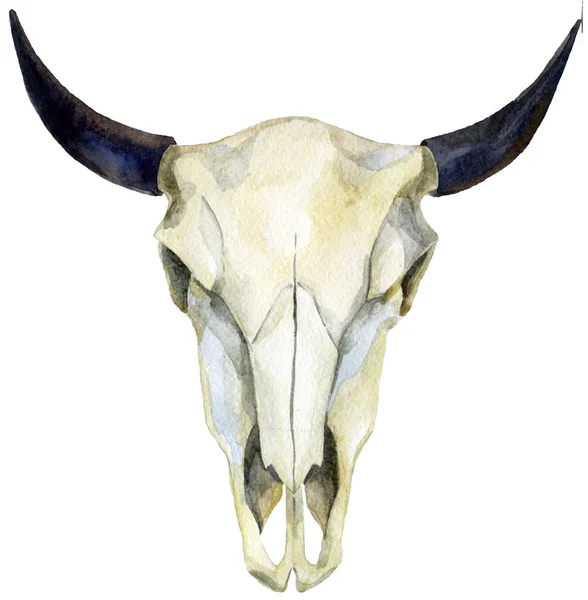 Akvarel kráva lebka — Stock fotografie