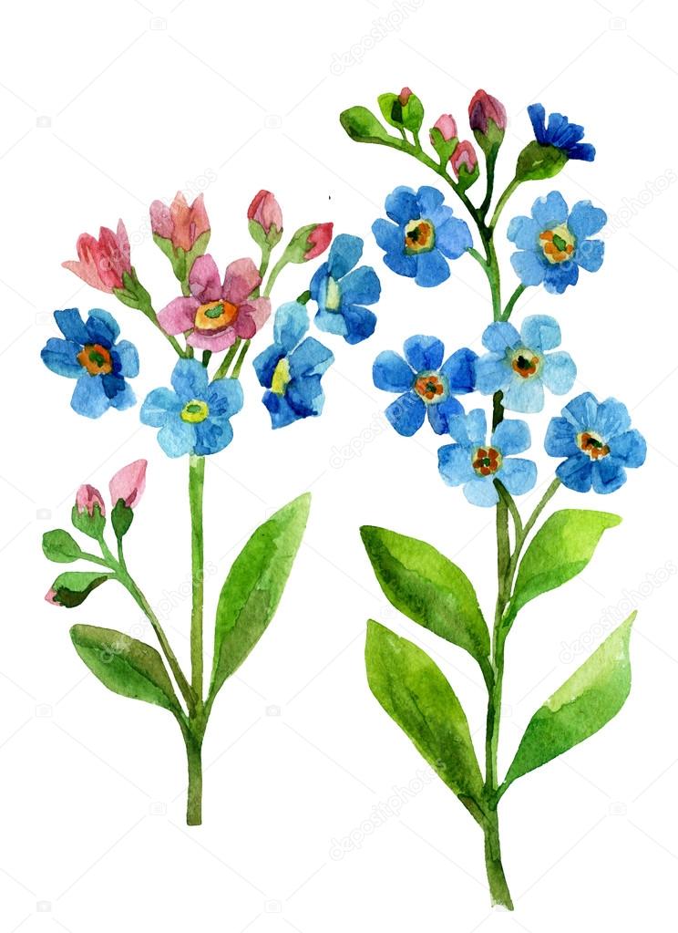 Forget Me Not Flowers Stock Photo By C Tetiana Syrytsyna
