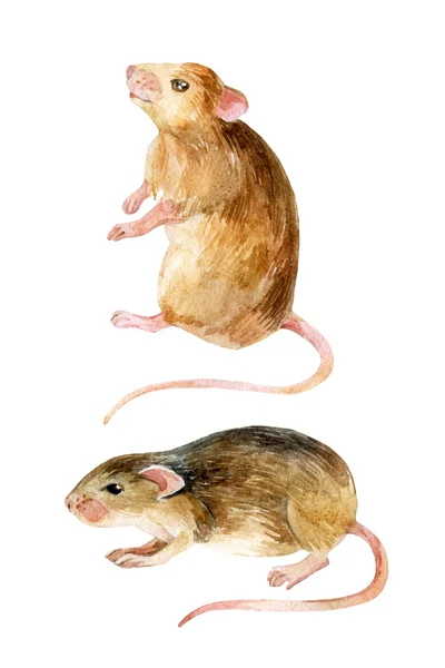 La souris est prête. Deux souris aquarelle . — Photo