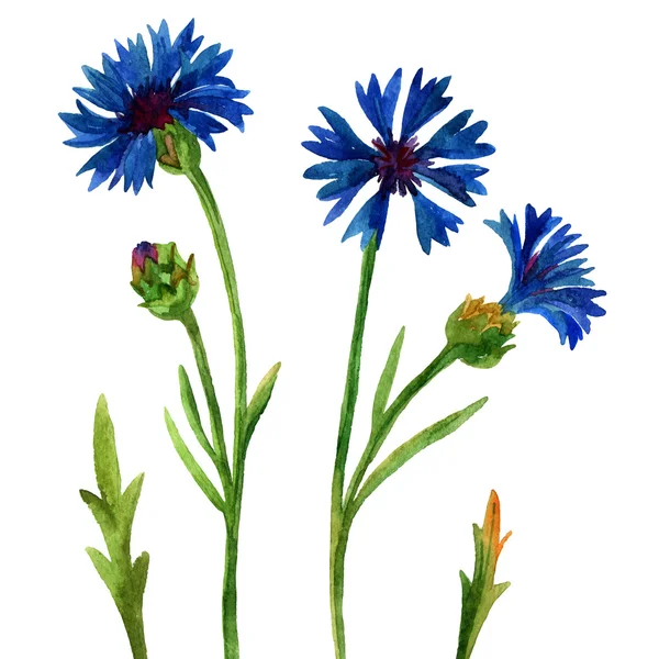 블루 cornflowers 세트 — 스톡 사진