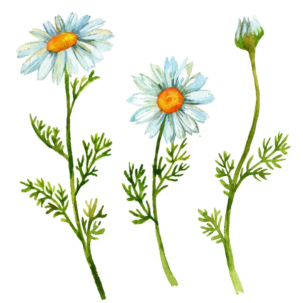 Chamomile flowers set — Stock Photo, Image