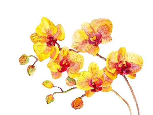 Watercolor orchid flowers — Stock Photo, Image