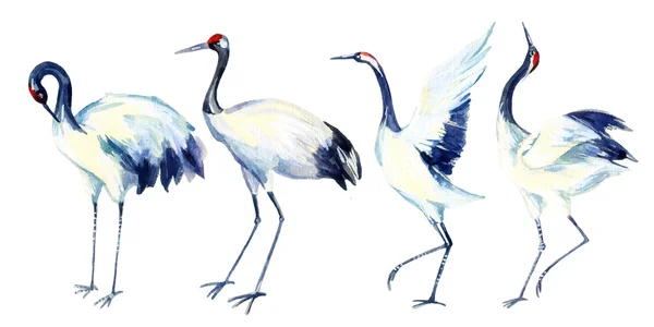 Akvarell asiatiska crane fågel set — Stockfoto