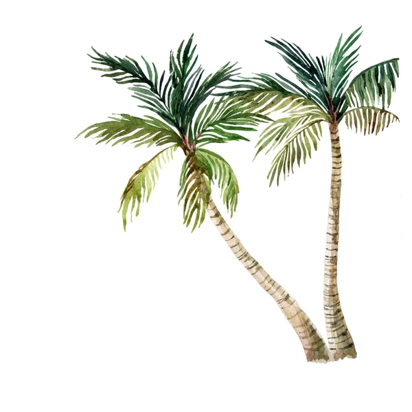 Beyaz arka plan üzerinde izole palmiye ağacı. suluboya — Stok fotoğraf