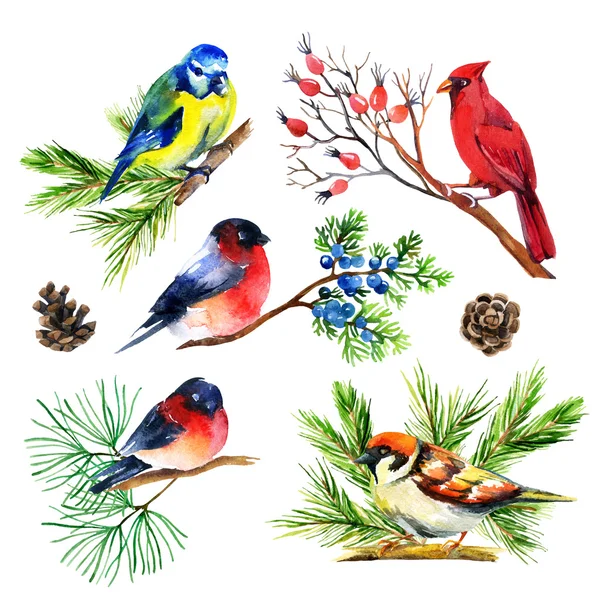 Watercolor bullfinch, titmouse, cardinal and sparrow on branches — Stock Photo, Image