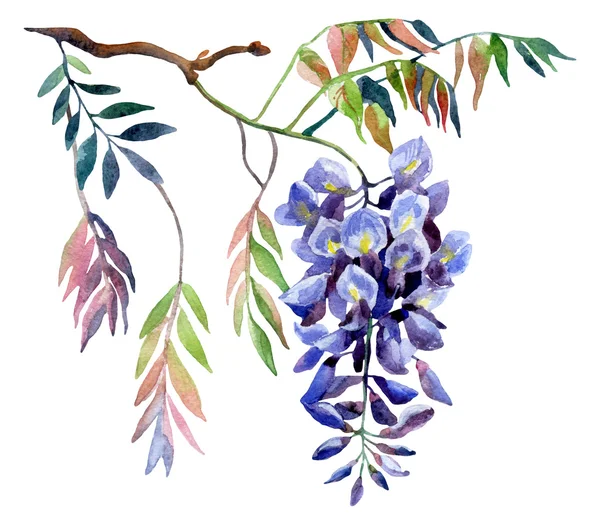 Wisteria çiçek. Suluboya wisteria kartı.