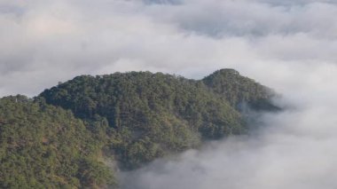 Sisli vadi ve dağ bulutlarının manzarası. Kraliyet mensubu yüksek kalitede en iyi hava manzarası vadideki ağaçların sabah sisli, çam ormanının üzerindeki bulutlu, inanılmaz doğa.