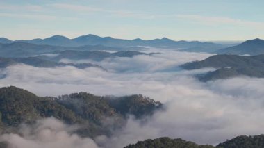 Sisli vadi ve dağ bulutlarının manzarası. Kraliyet mensubu yüksek kalitede en iyi hava manzarası vadideki ağaçların sabah sisli, çam ormanının üzerindeki bulutlu, inanılmaz doğa.