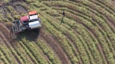 Pirinç hasadı yapan traktör. Yüksek kalitede ücretsiz tarım traktörü. Sarı olgun pirinç tarlasında çalışıyor. Makine kesme, hasat makinesini birleştirme verimli çalışıyor