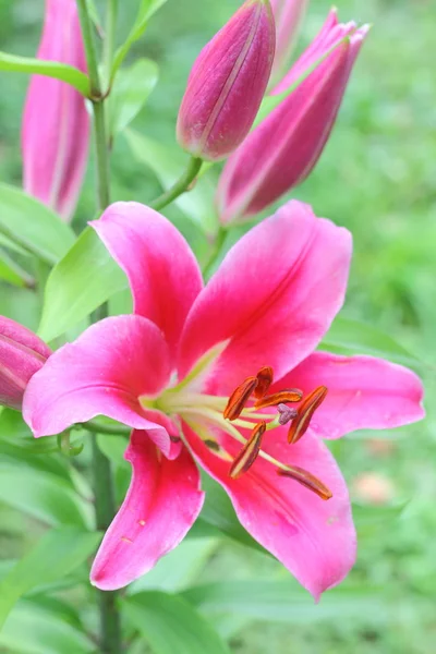 Rosa Lilie mit Knospen auf einem Zweig — Stockfoto