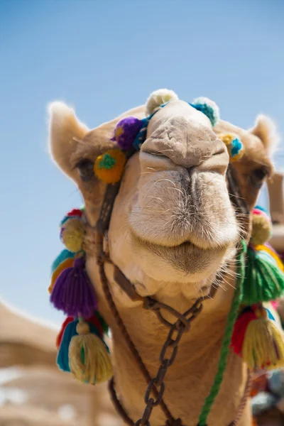 Dekorerad kamel huvud — Stockfoto