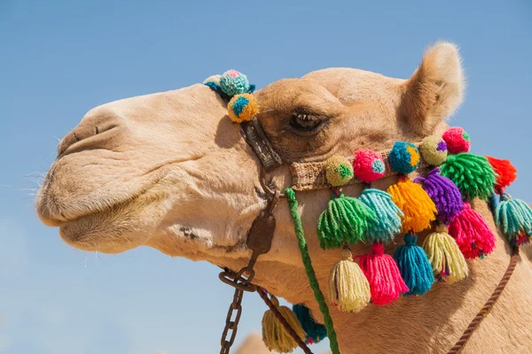 Dekorerad kamel huvud — Stockfoto