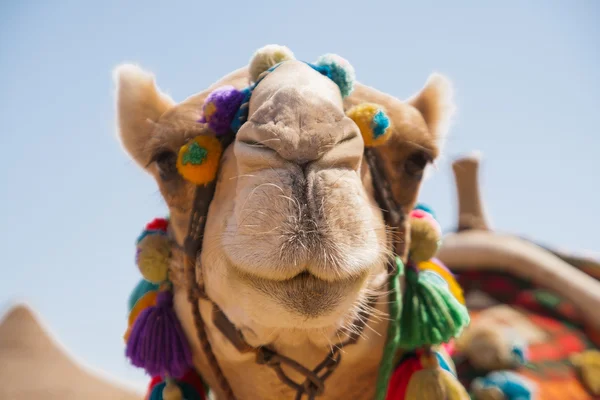 Cabeza de camello decorado — Foto de Stock