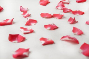 Gül Yaprakları Arkaplanı