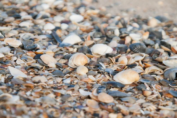 Fondo de conchas de mar de colores — Foto de Stock