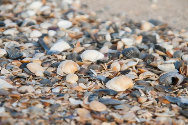 Fondo de conchas de mar de colores — Foto de Stock