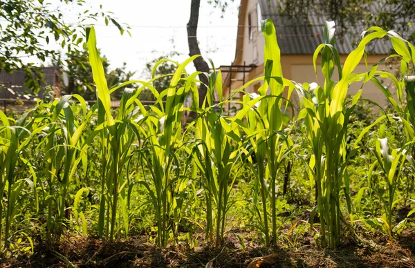 Листя кукурудзи в полі на сонці — стокове фото