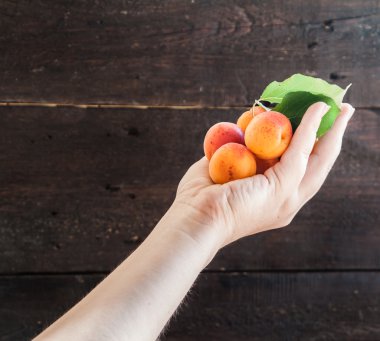 Karanlık bir arka plan üzerinde bir elinde taze kayısı