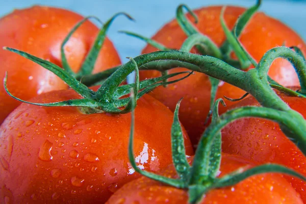 Пучок помідорів з краплями крупним планом — стокове фото
