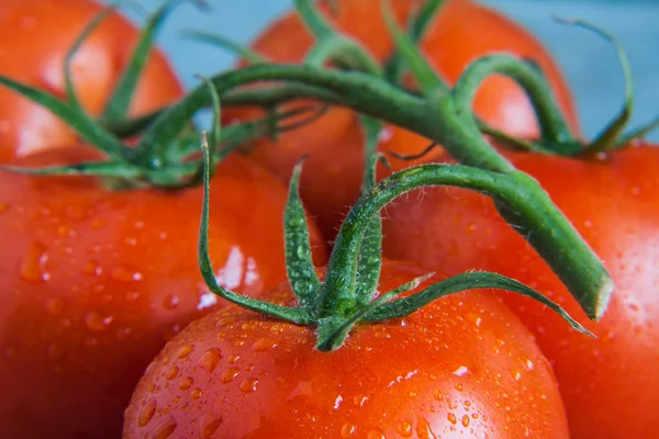 Пучок помідорів з краплями крупним планом — стокове фото
