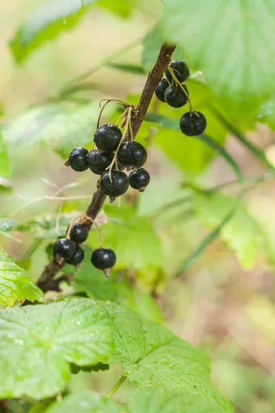 Ribes nero su un ramo sotto la pioggia — Foto Stock