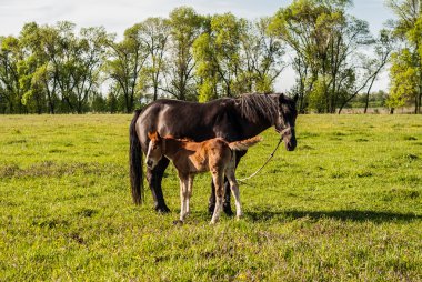 Anne at ve bir alan yavrusu yavru