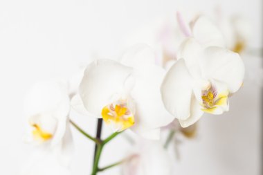 Phalaenopsis orkide şube beyaz beyaz bir arka plan üzerinde