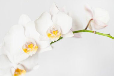 Phalaenopsis orkide şube beyaz beyaz bir arka plan üzerinde