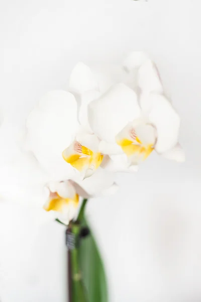 Phalaenopsis orchid oddział biały na białym tle — Zdjęcie stockowe