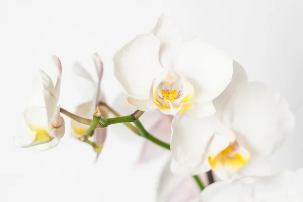 Phalaenopsis orchid branch white on a white background — Stock Photo, Image