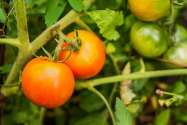 dal kırmızı olgun domates