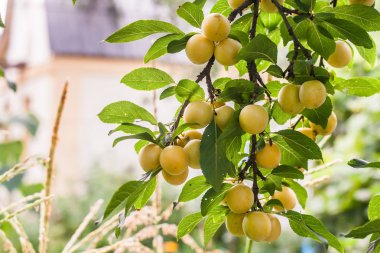 Sarı Kiraz eriği dal gün güneşli yaz çok