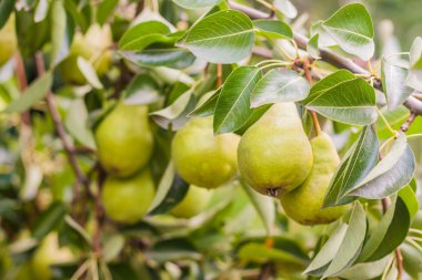 Yeşil armut yaz aylarında bir ağaç üzerinde şube