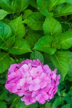 Bahçedeki yaprakları ile pembe ortanca