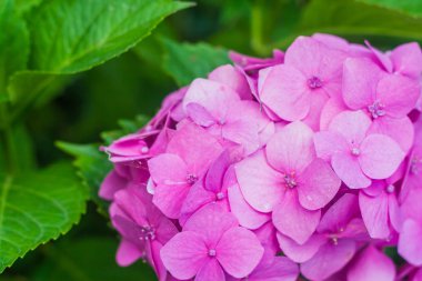 Bahçedeki yaprakları ile pembe ortanca