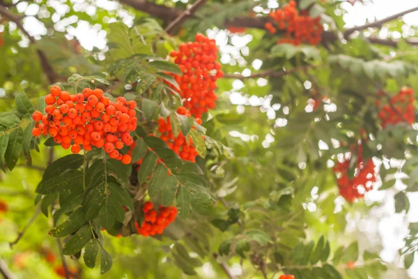 Rowan a fürtök a fa — Stock Fotó