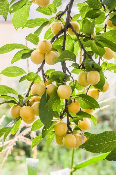 lot of yellow cherry plum on a branch on a sunny summer day