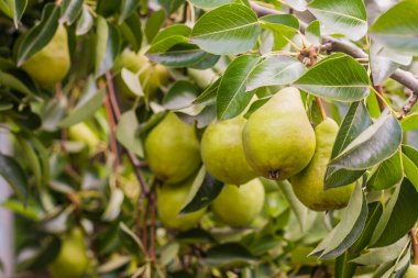 Yeşil armut yaz aylarında bir ağaç üzerinde şube