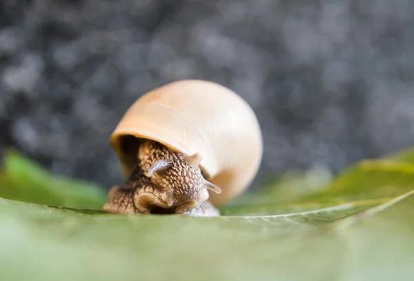 Einfache Schnecke auf einem grünen Blatt — Stockfoto