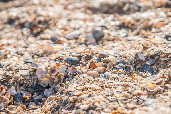 Fondo de conchas de mar de colores — Foto de Stock