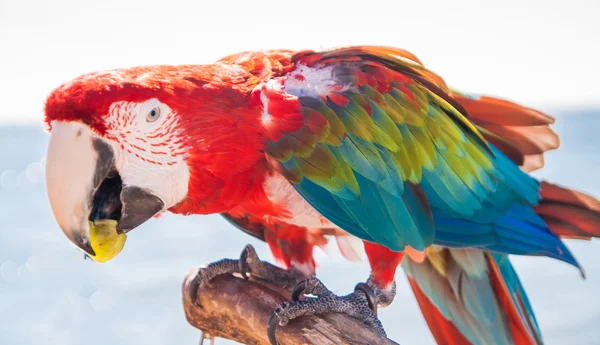 Loro guacamayo comiendo una uva —  Fotos de Stock