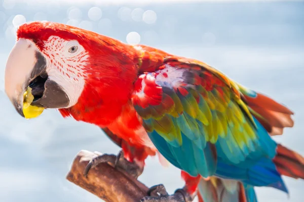 Макаронний папуга їсть виноград — стокове фото
