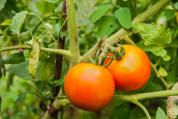 Röda mogna tomater på en gren — Stockfoto